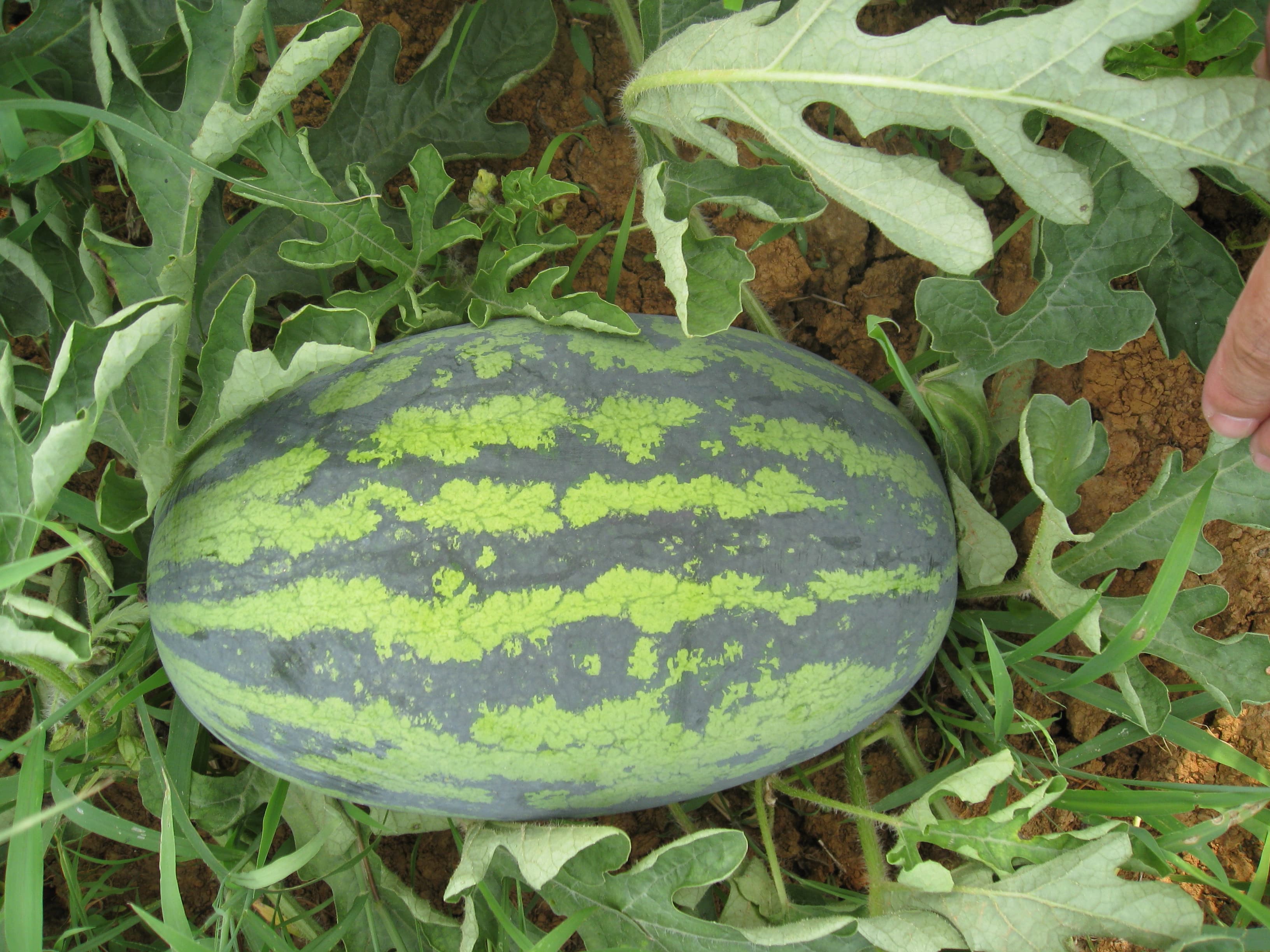 荃银春秋蜜西瓜2608(许可)