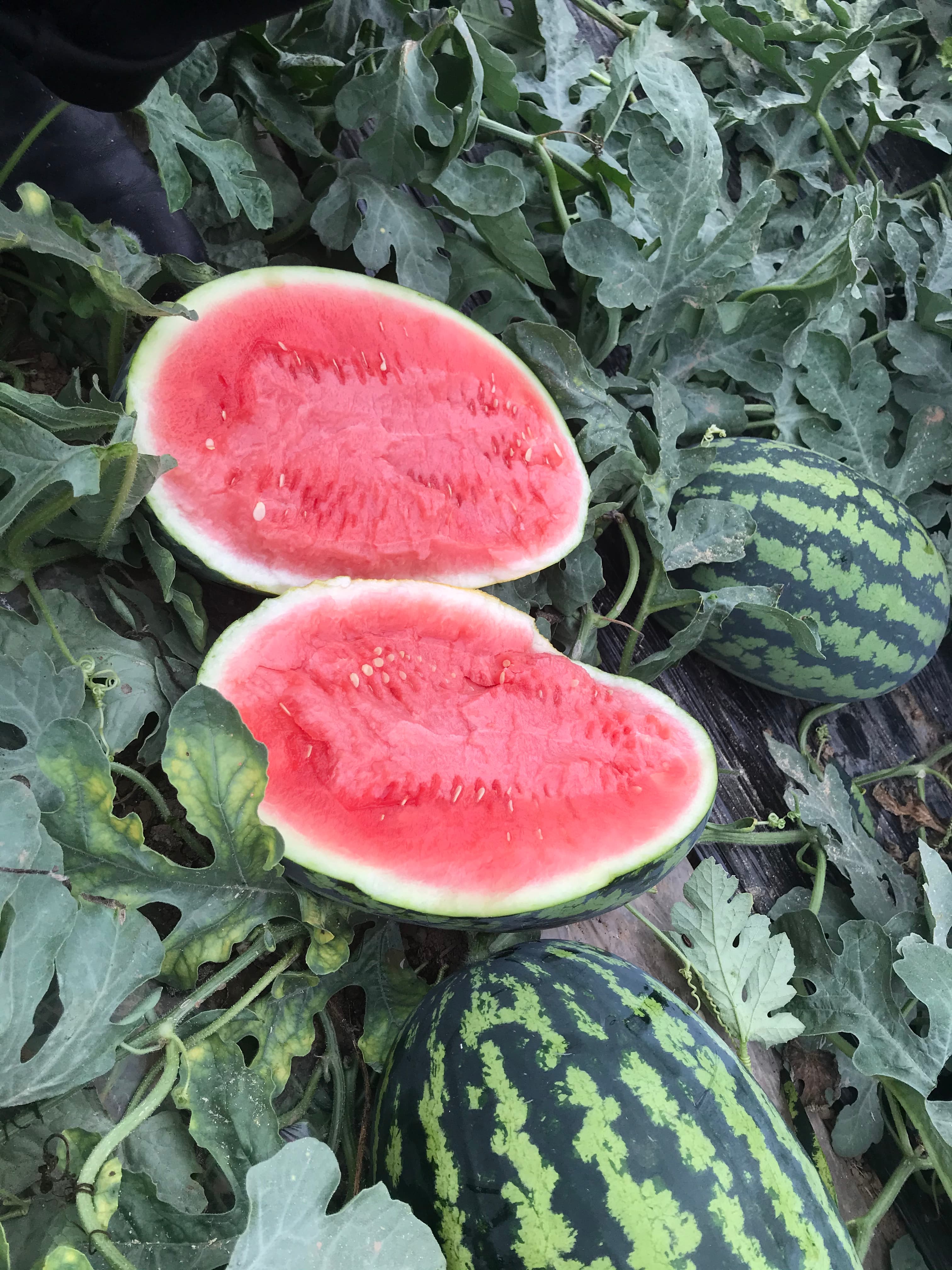 荃银春秋蜜西瓜2608(许可)